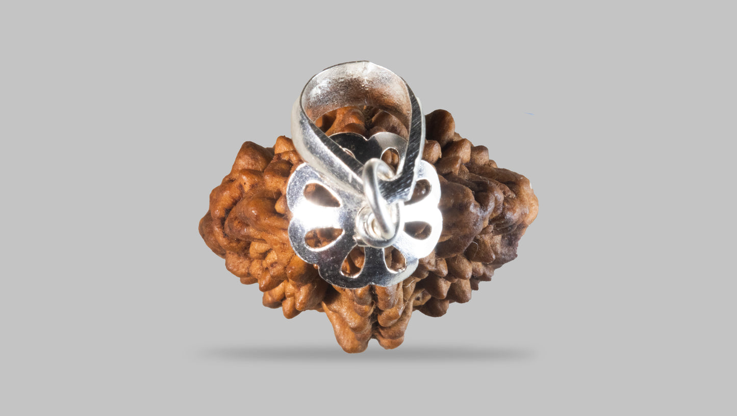 2 MUKHI RUDRAKSHA (29.60 mm)